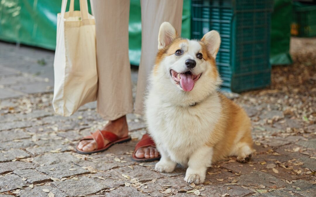a person standing next to a corgi dog who has their mouth open and tongue out