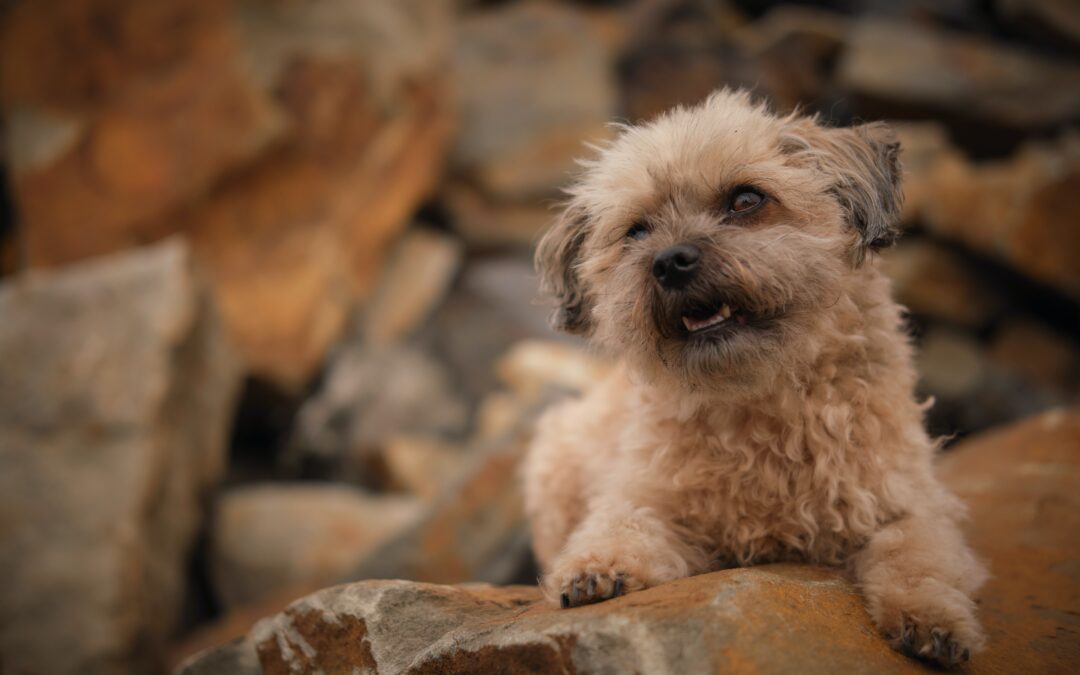 A small, fluffy dog with light tan fur sits on a rocky surface. The dog's head is slightly tilted, with one ear up and an open mouth, giving the appearance of a playful grin.