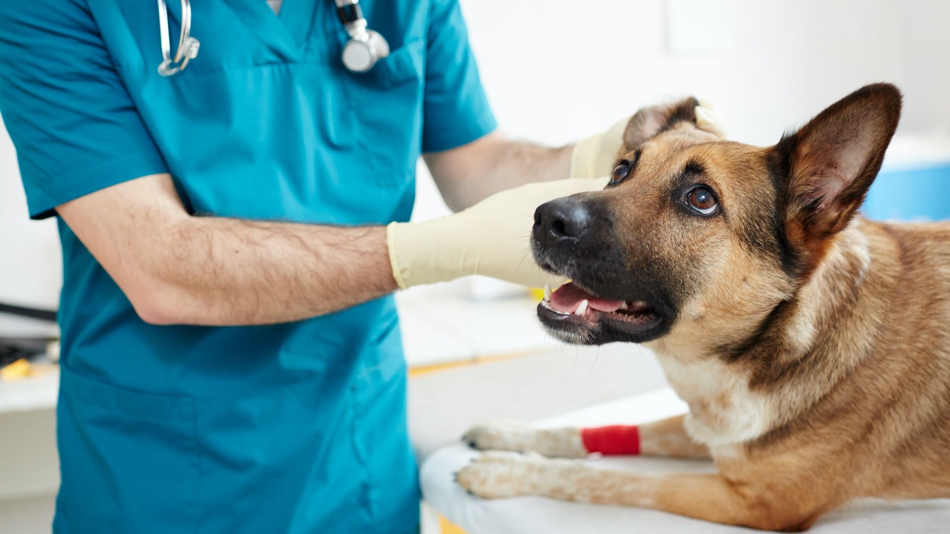 What To Expect | Veterinary Dermatology Of Richmond