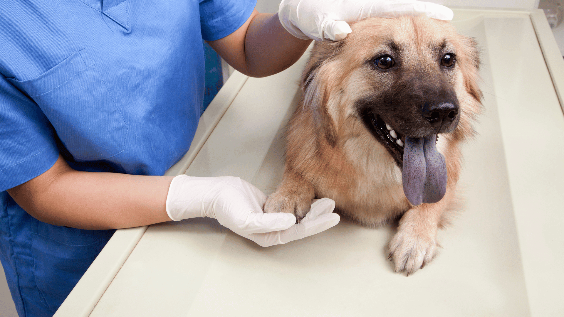 Pet Allergy Testing In Midlothian, VA | Veterinary Dermatology Of Richmond